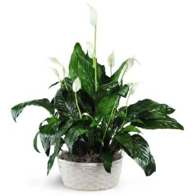 PLANTS